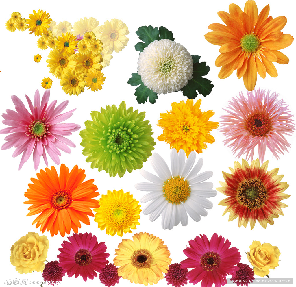 菊花