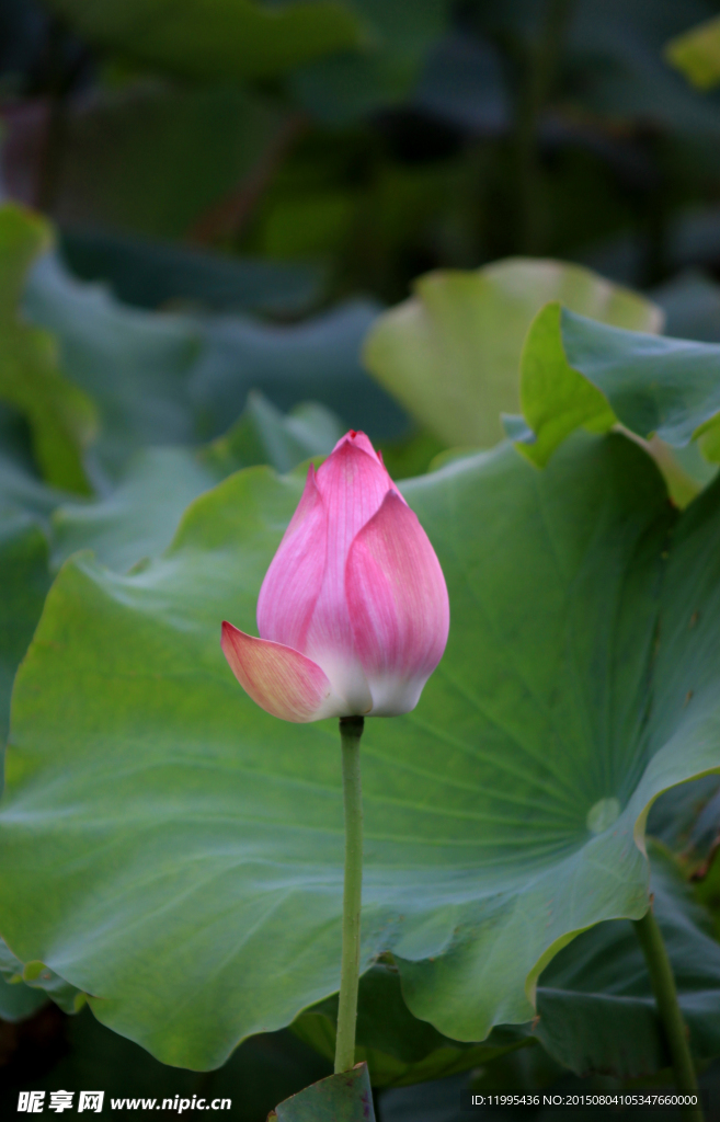 西湖蓮花