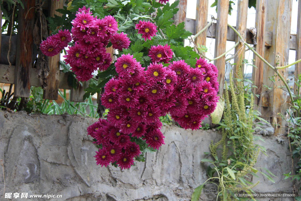墻根菊花