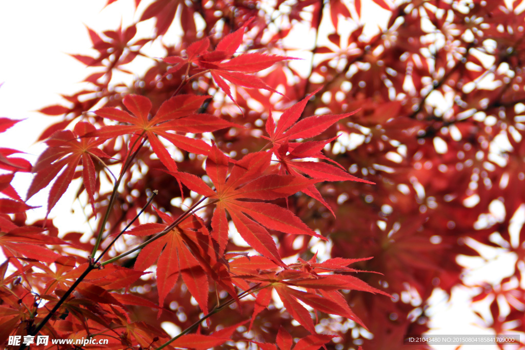 紅葉