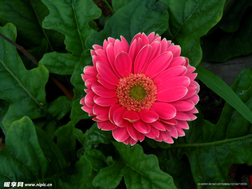 菊