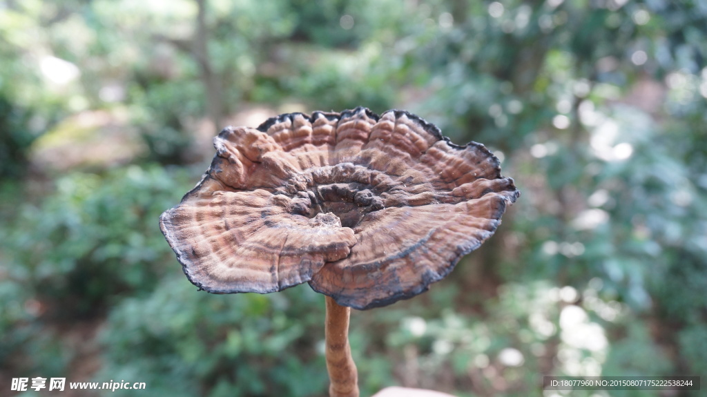野生靈芝
