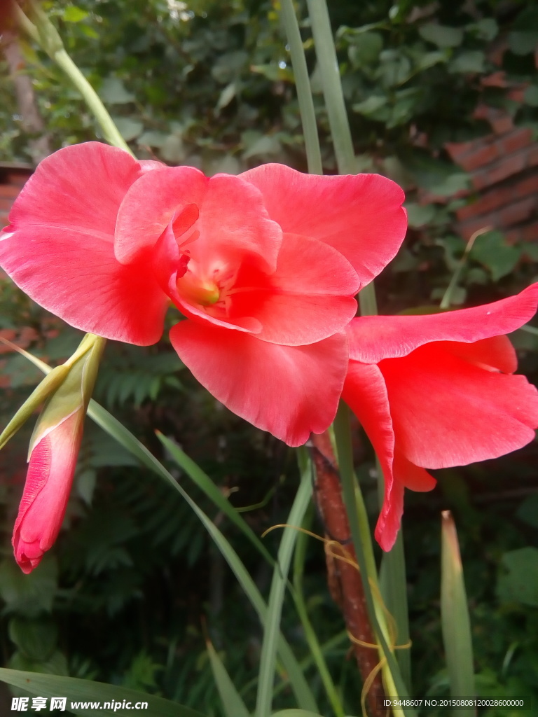 劍蘭花