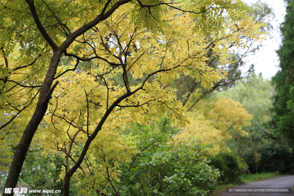 崇明國家森林公園