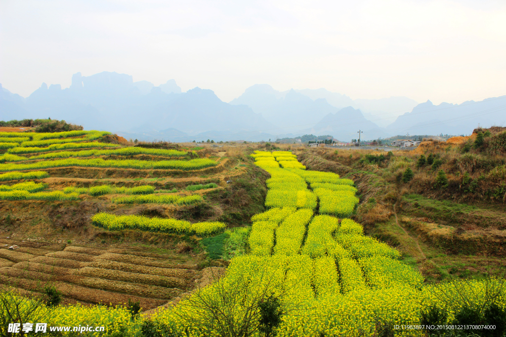 開滿山地的油菜花