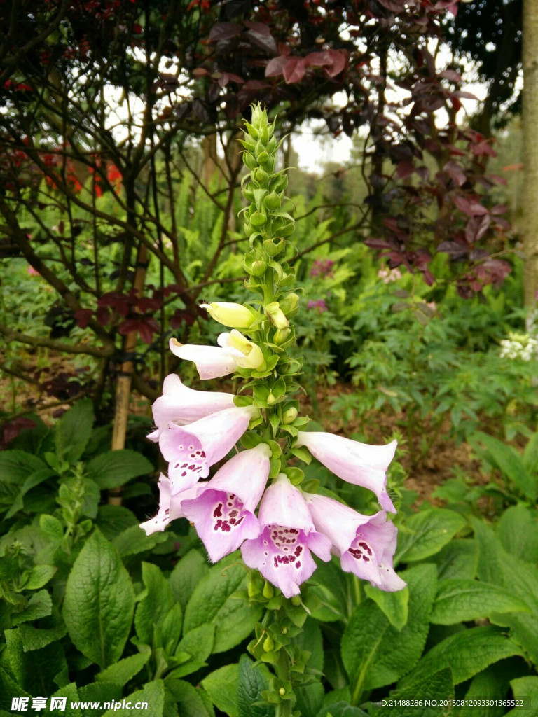 紫色的花