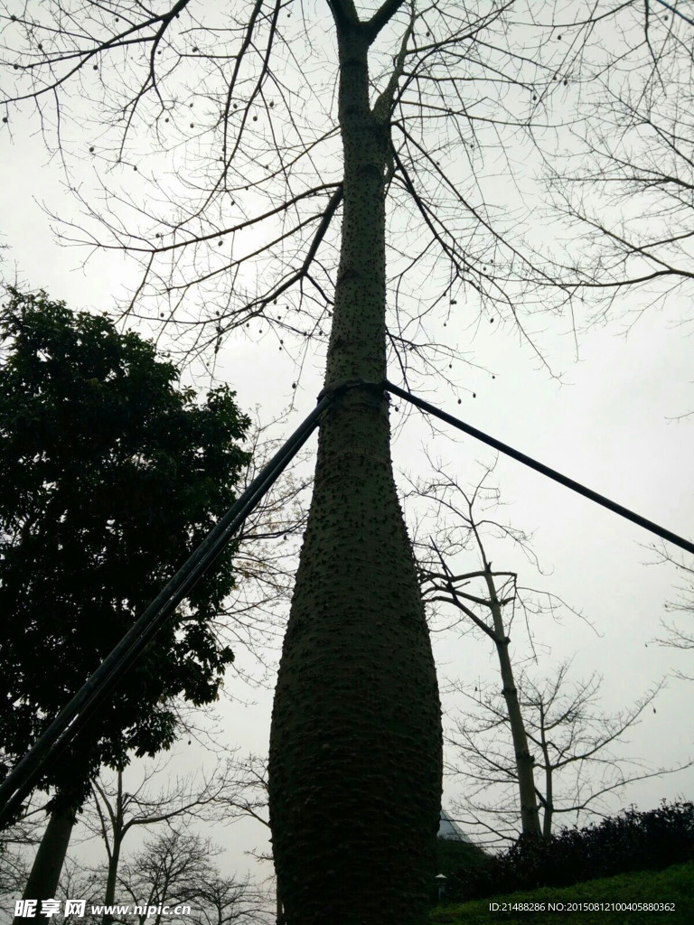 樹木