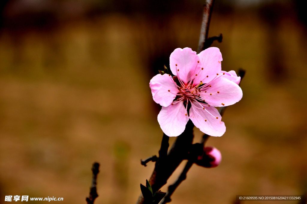桃花 梅花