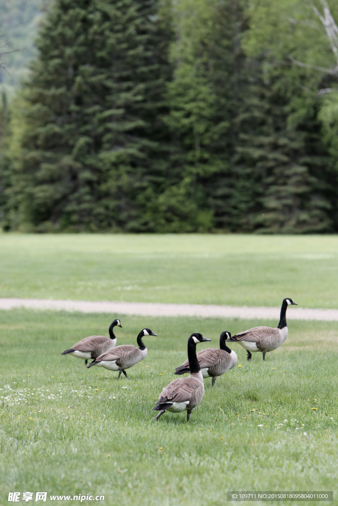 绿草地悠闲散步的野鸭子