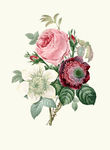 欧式手绘玫瑰花