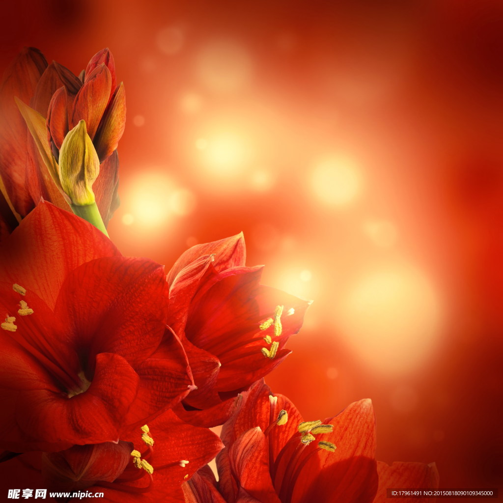 紅花背景