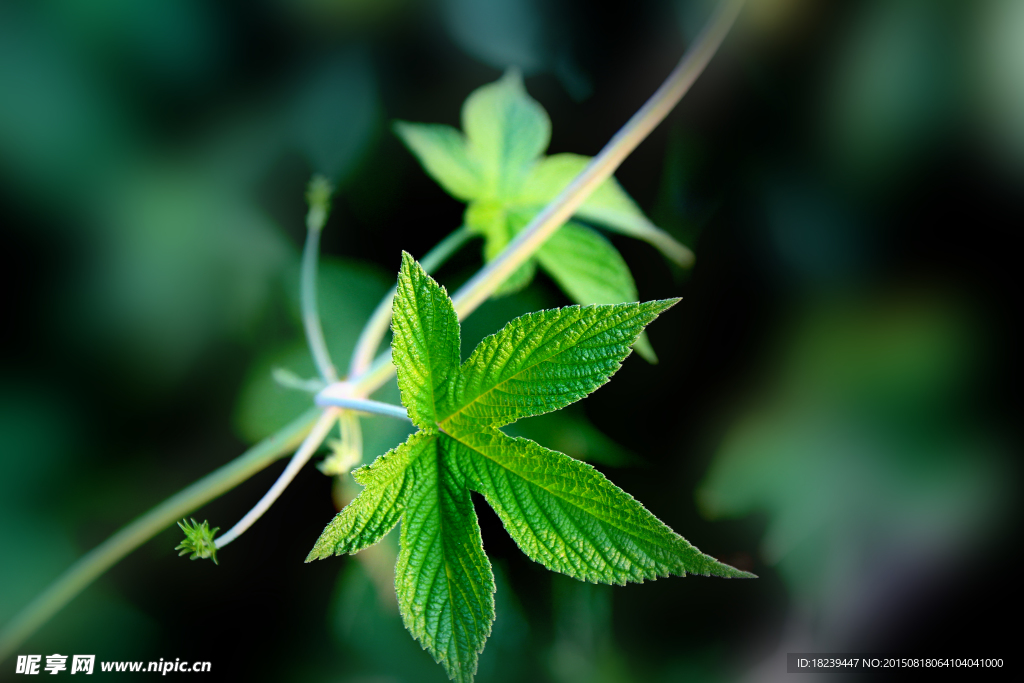 草