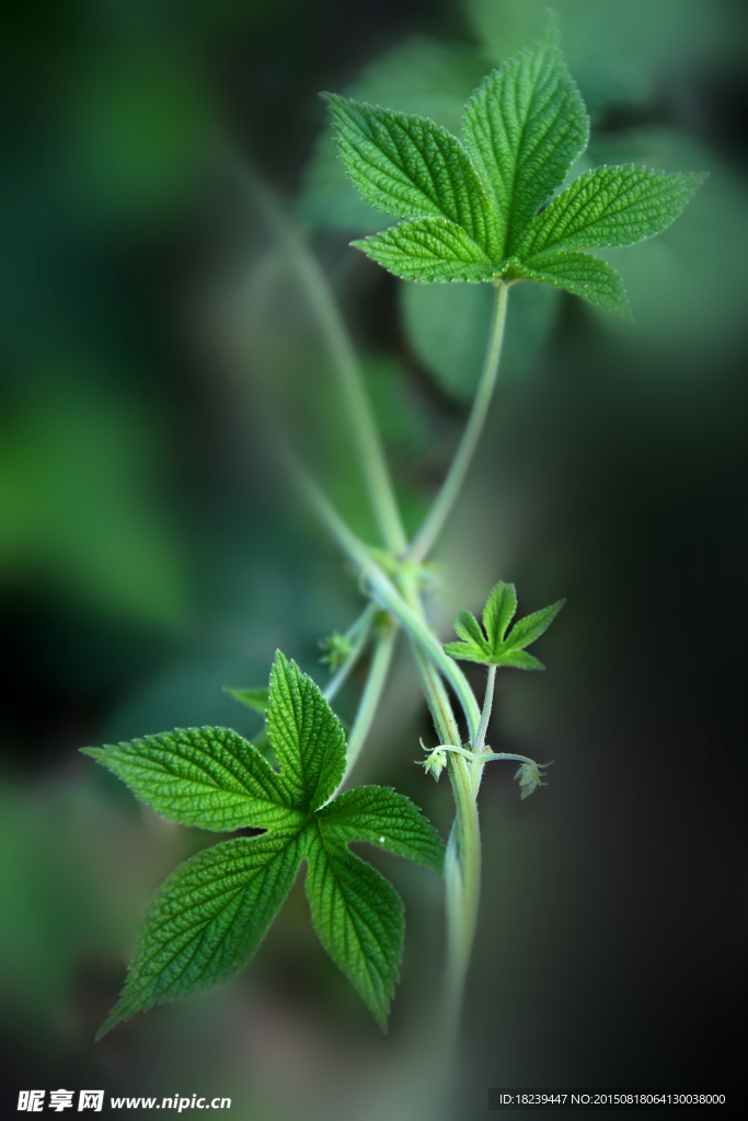 草