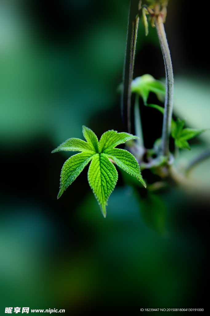 草