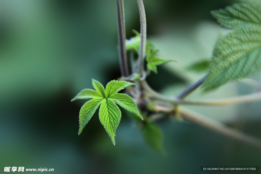 草