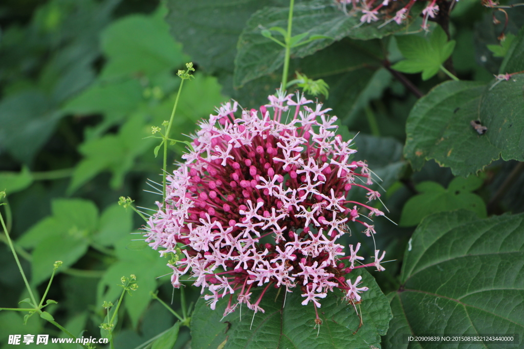 紅色野花