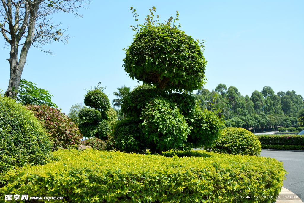 室外風景特寫 綠化 花圃
