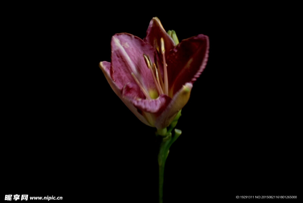 花開(kāi)視頻
