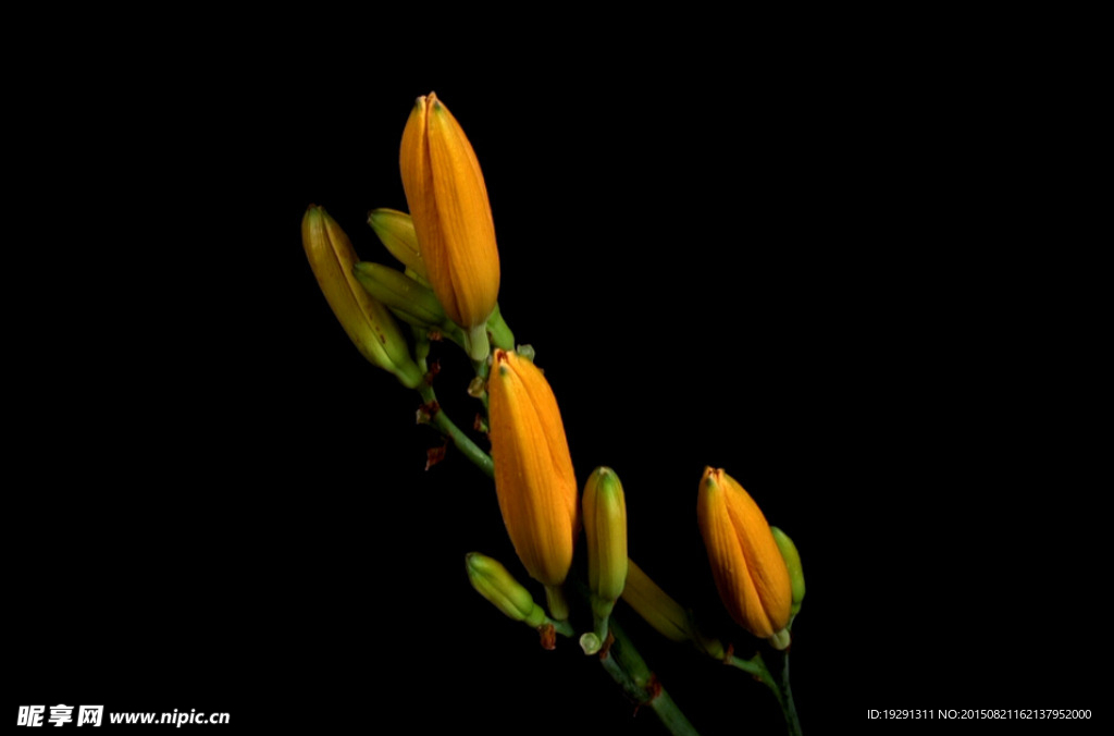 花開(kāi)視頻