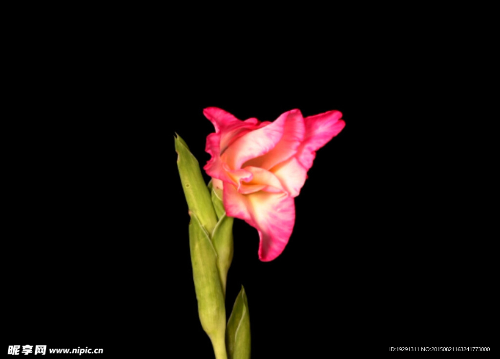 花開視頻