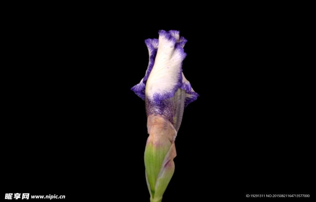 花開(kāi)視頻
