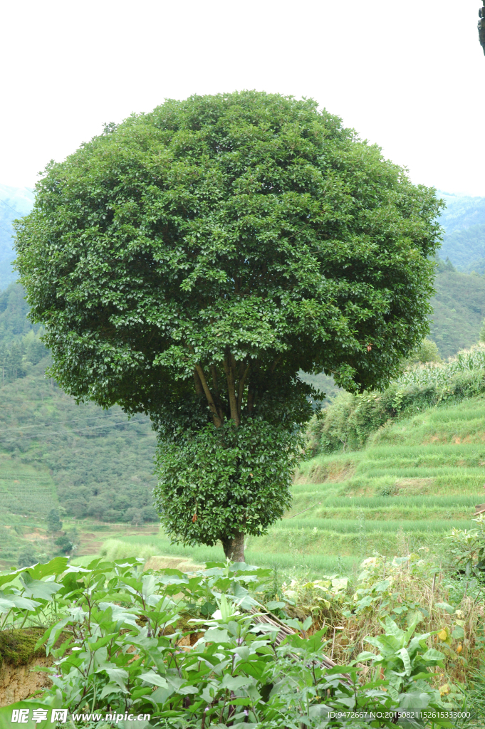 樹木 大樹