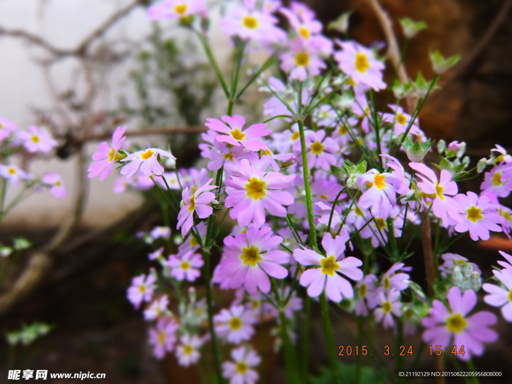 紫雛菊
