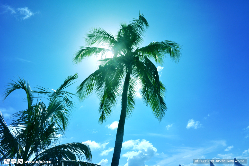 阳光 椰树 蓝天