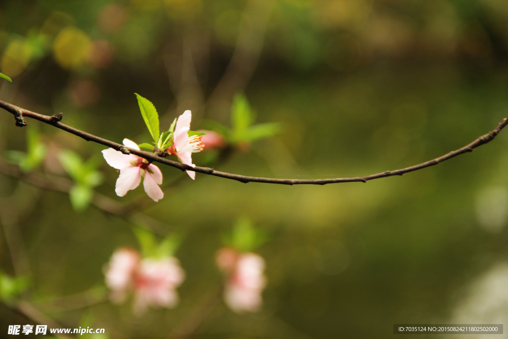 桃花