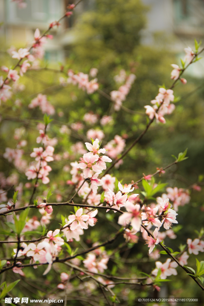 桃花