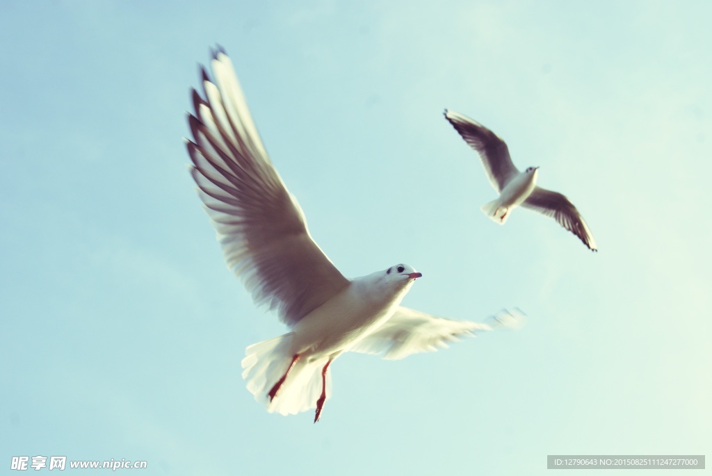 飞翔海鸥鸟类