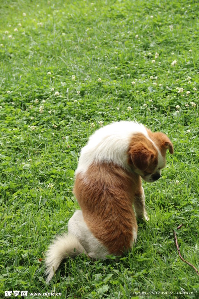狗狗