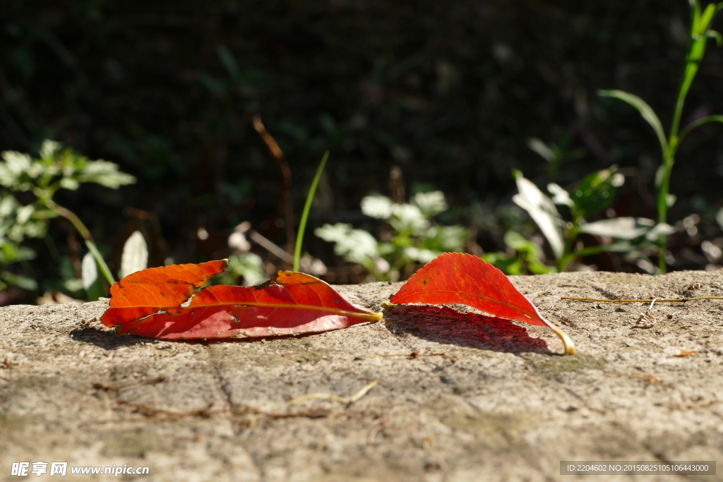 紅色落葉
