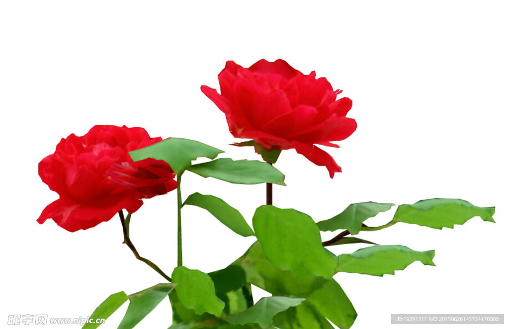 花卉背景視頻