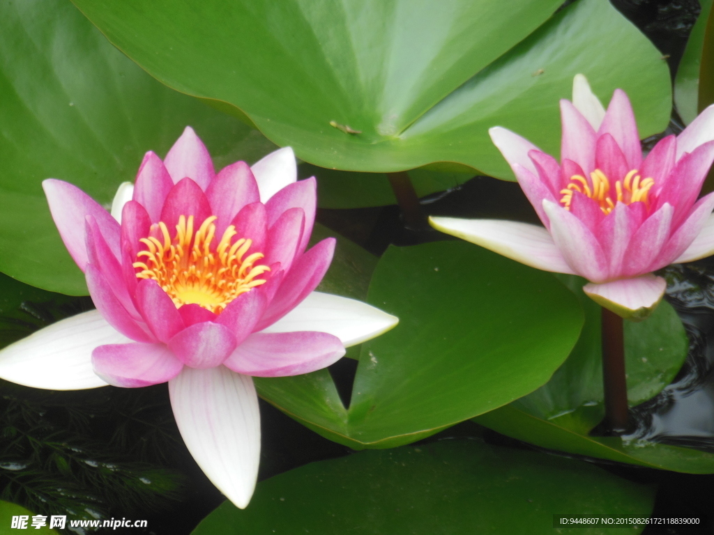 睡蓮花