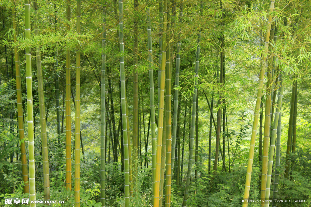 山地竹林