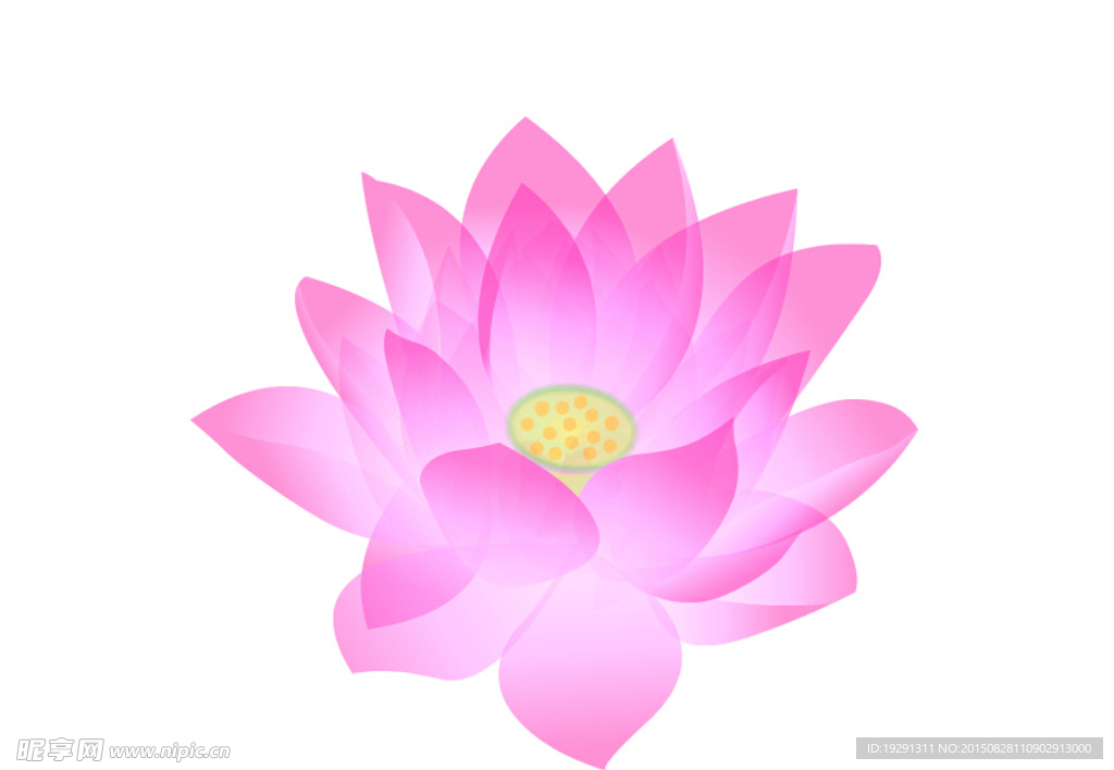 荷花動態(tài)視頻