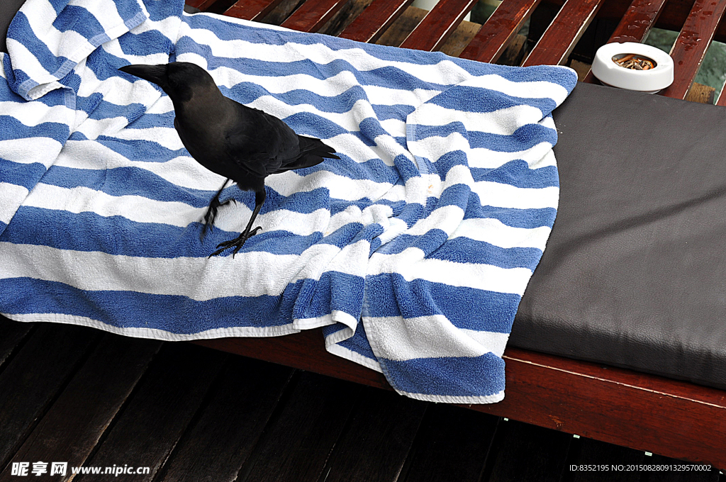 黑色的鸟 条纹浴巾