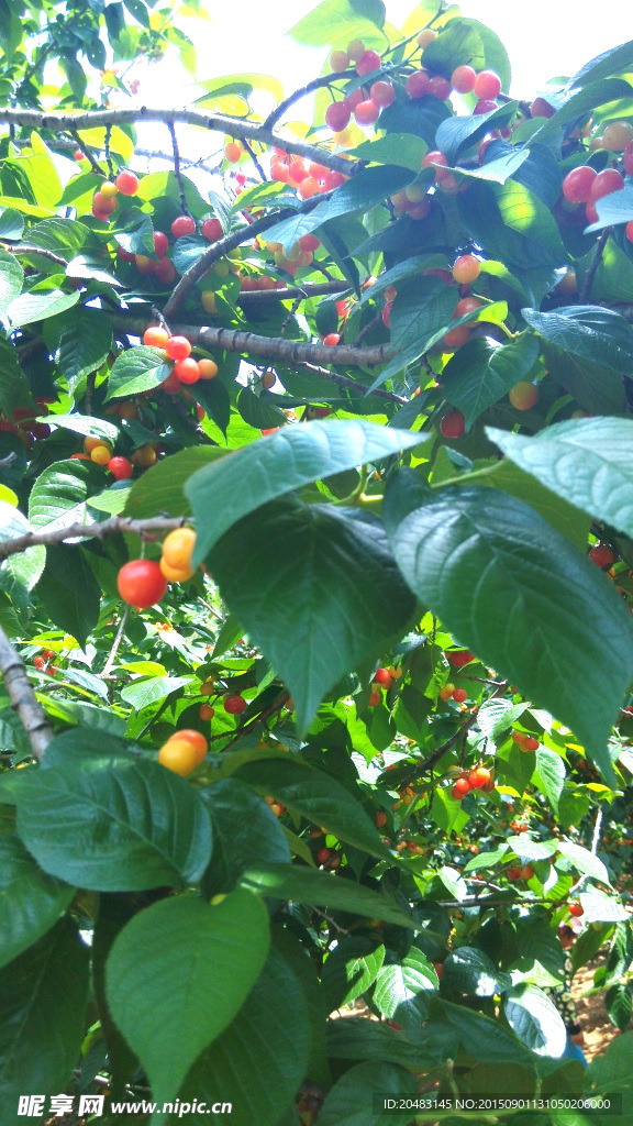 櫻桃紅了