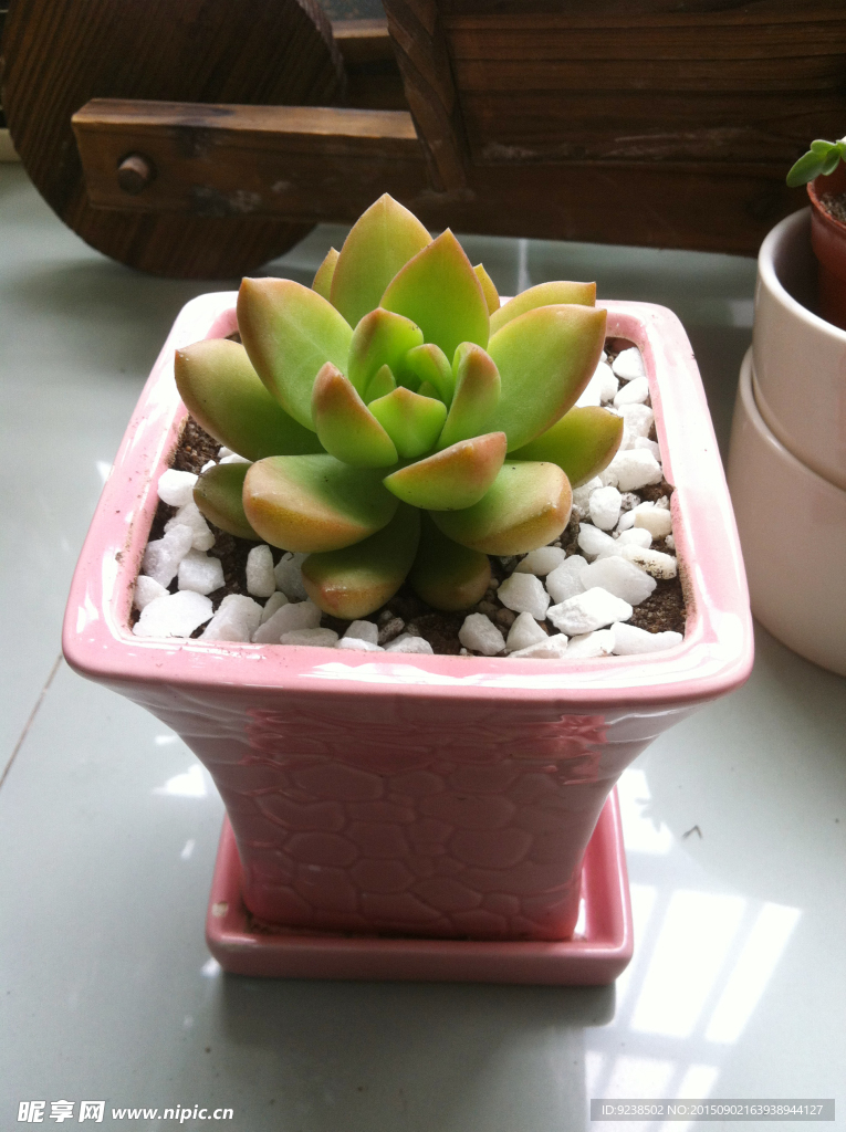 黃麗