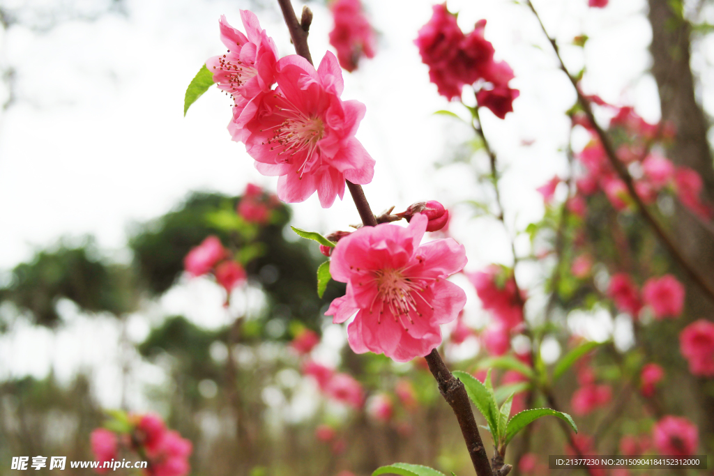 桃花