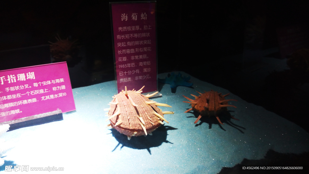 貝殼