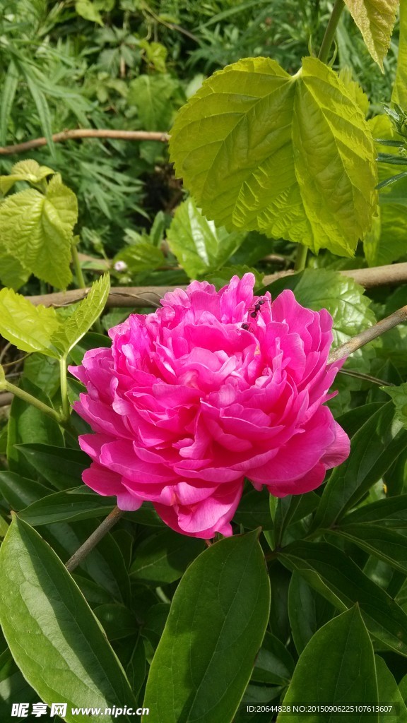 紅色牡丹花