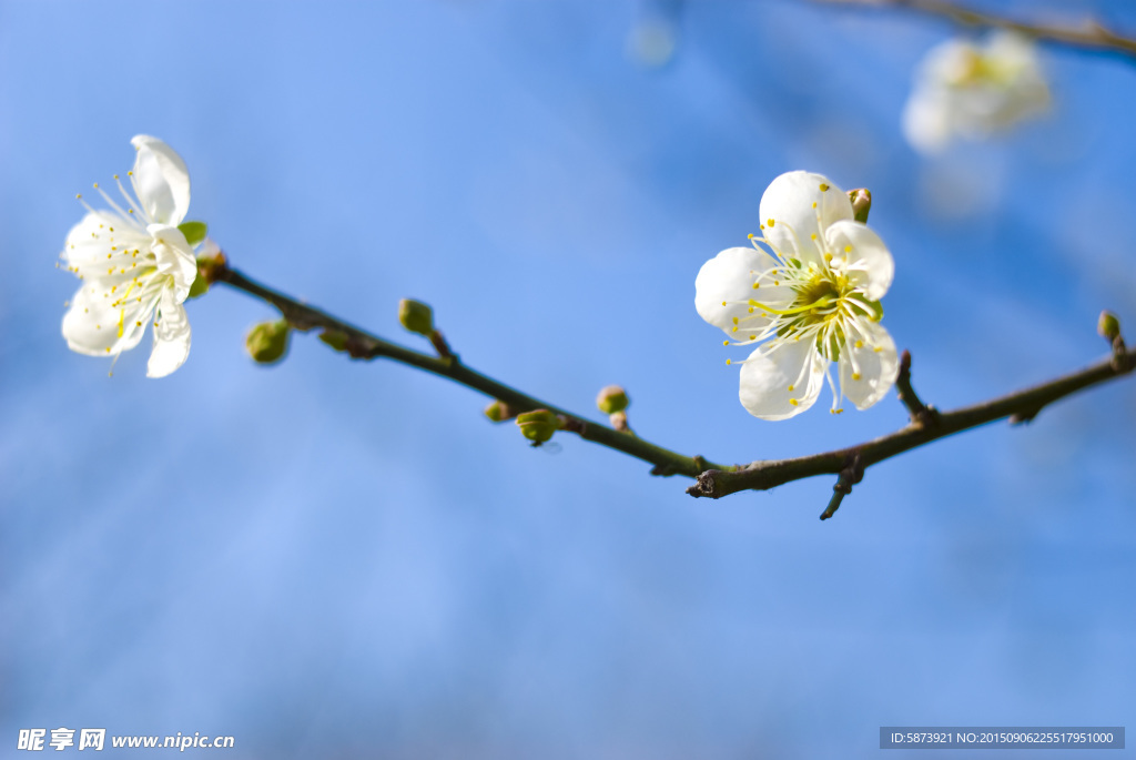 梅花