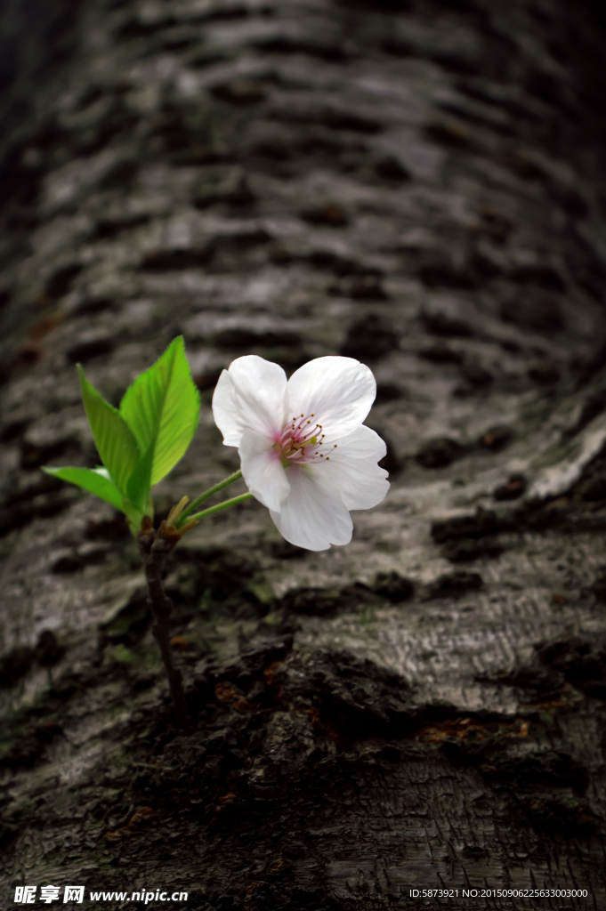 櫻花