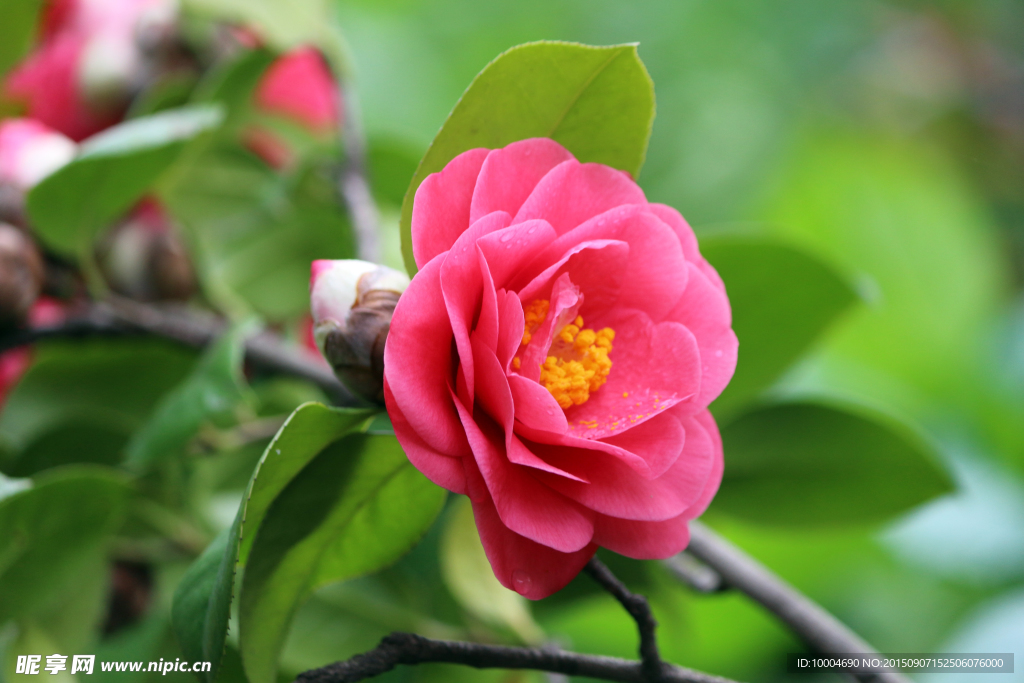 茶花