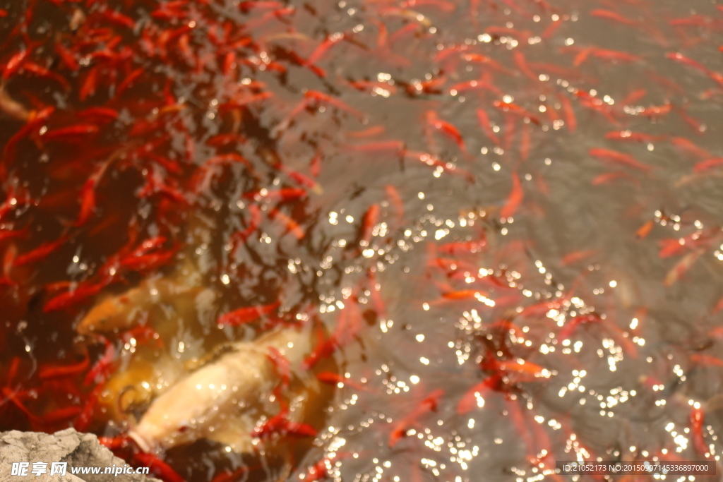红鲤鱼 景观鱼