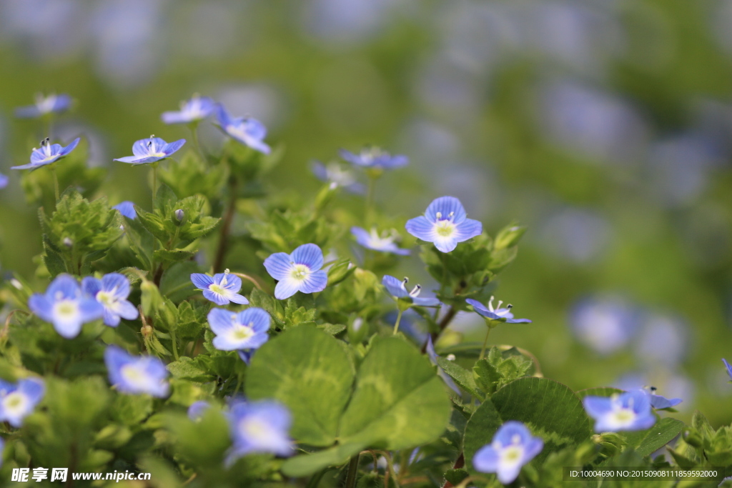 藍花
