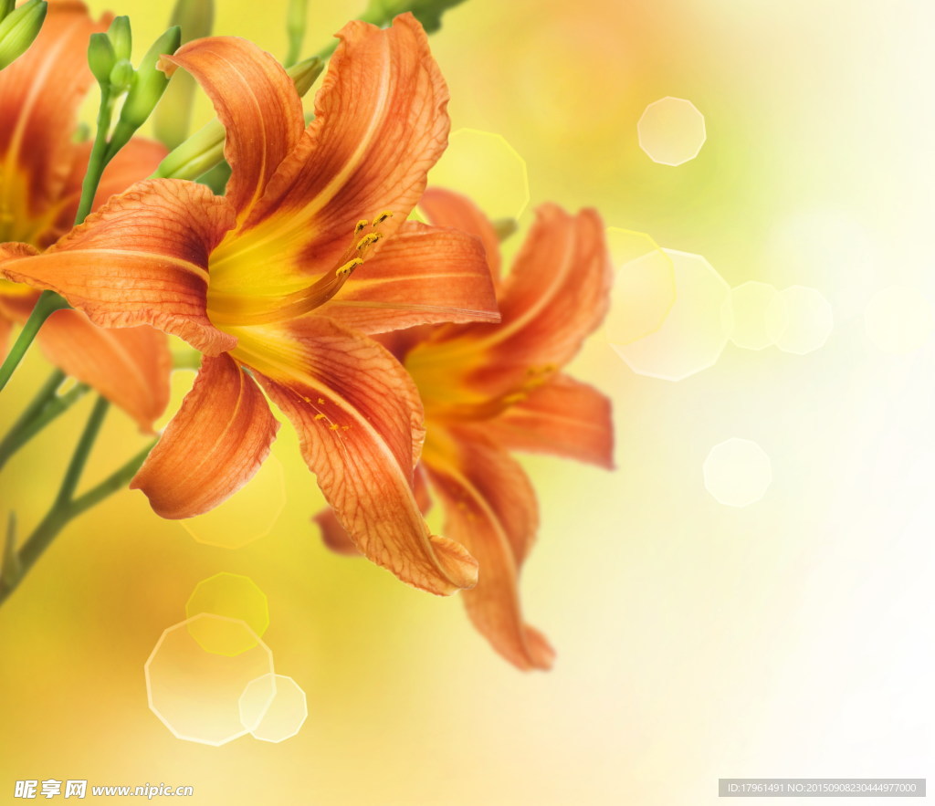 唯美百合花