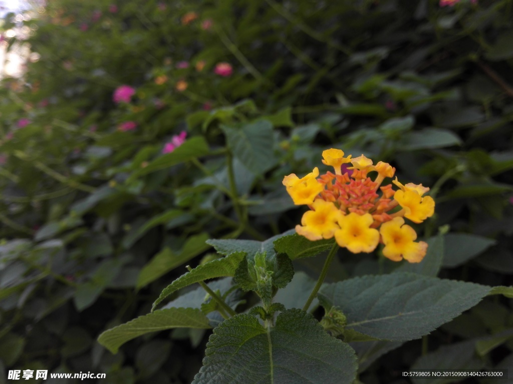 花 黃